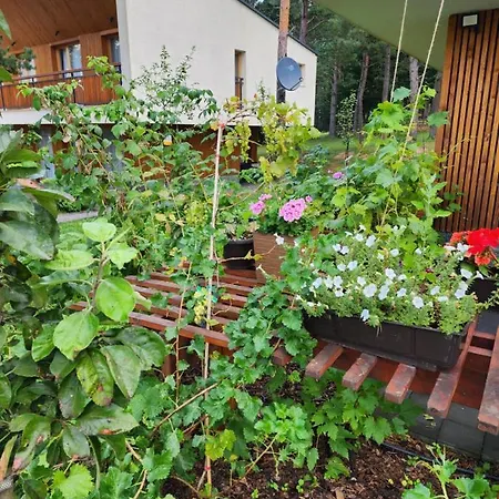 Forest No 303,tarcin *